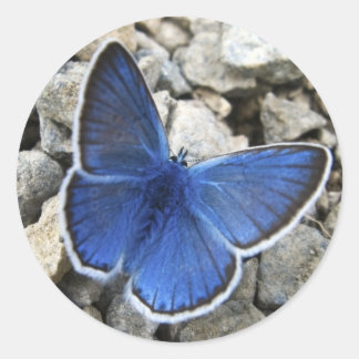 Redonda Pegatina de mariposa