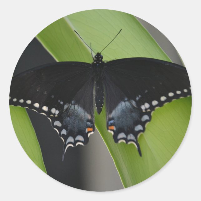 Redonda Pegatina de mariposa de cola Swallowtail (Anverso)
