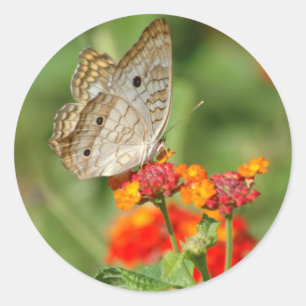 Redonda Pegatina de mariposa de pavo real blanco