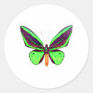 Redonda Pegatina de mariposa majestuosa verde lima - Ala c