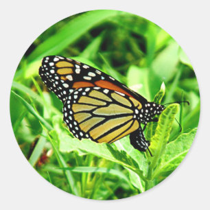 Redonda Pegatina de mariposa monarca