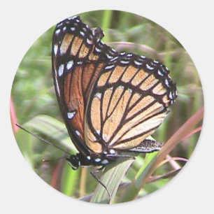 Redonda Pegatina de mariposa monarca de verano (Wing View)
