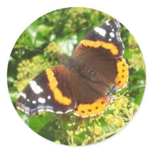 Pegatina de mariposa, Pegatina