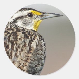 Redonda Pegatina de Meadowlark Occidental