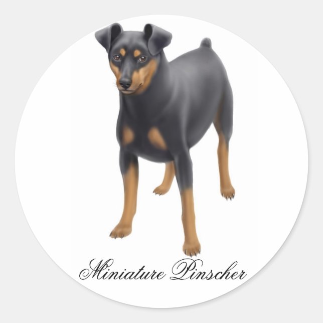 Redonda Pegatina de Miniatura de Pinscher (Anverso)