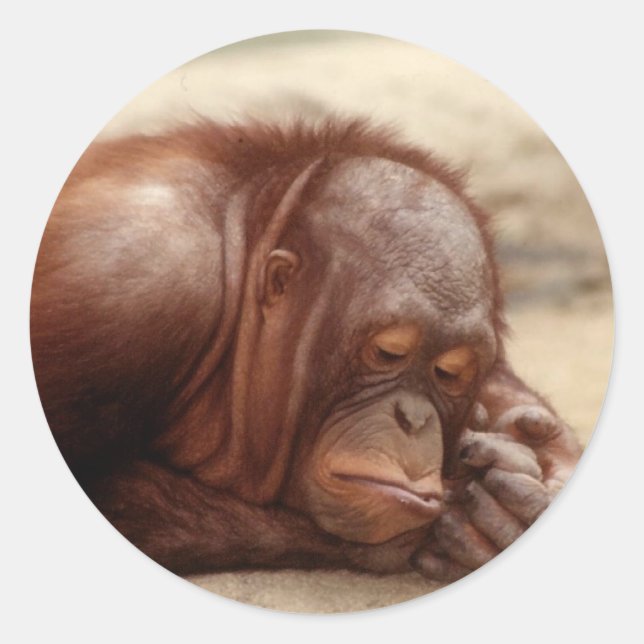 Redonda Pegatina de mono somnoliento (Anverso)