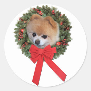 Redonda Pegatina de Navidad de Pomerania