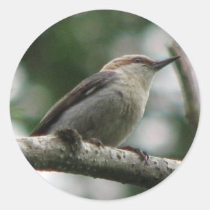 Redonda Pegatina de Nuthatch de cabeza marrón