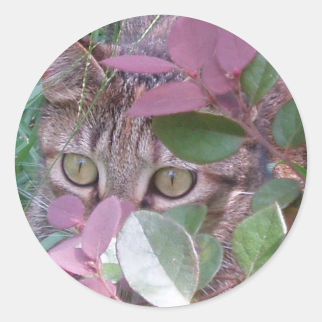 Redonda Pegatina de ojos de gato negro (Anverso)