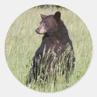 Redonda Pegatina de oso negro