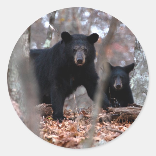 Redonda Pegatina de Oso Negro y Cubo (Anverso)