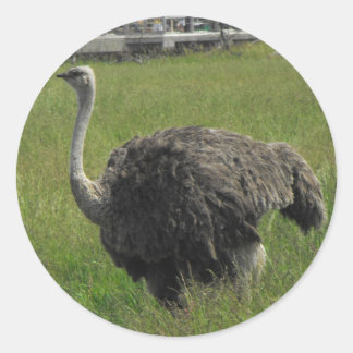Redonda Pegatina de Ostrich