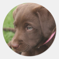 Pegatina de Papel de Chocolate Lab