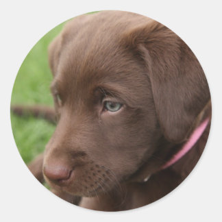 Redonda Pegatina de Papel de Chocolate Lab
