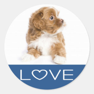 Redonda Pegatina de perro cachorro Havanese de amor