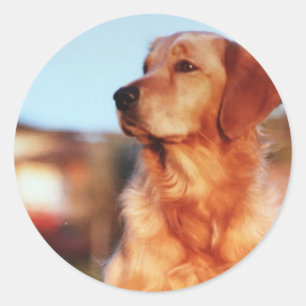 Redonda Pegatina de perro del campeón de oro