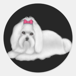 Redonda Pegatina de perro maltés Red Bow