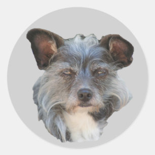 Redonda Pegatina de Perro Mutt, una raza mixta y adorable