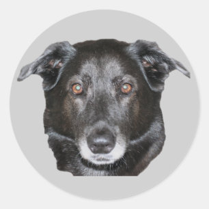 Redonda Pegatina de perro recuperador de Labrador negro