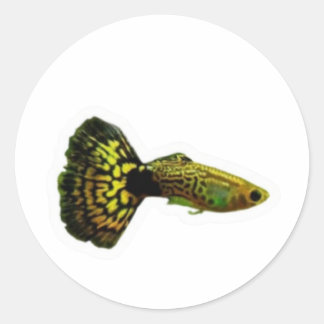 Redonda Pegatina de pez guppy cobra amarillo elegante, Aqu