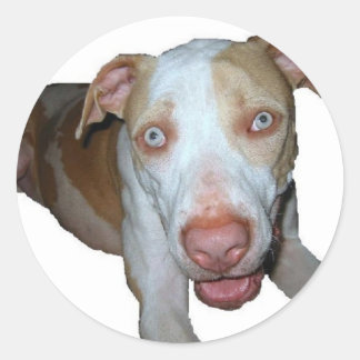 Redonda pegatina de pitbull de ojos azules