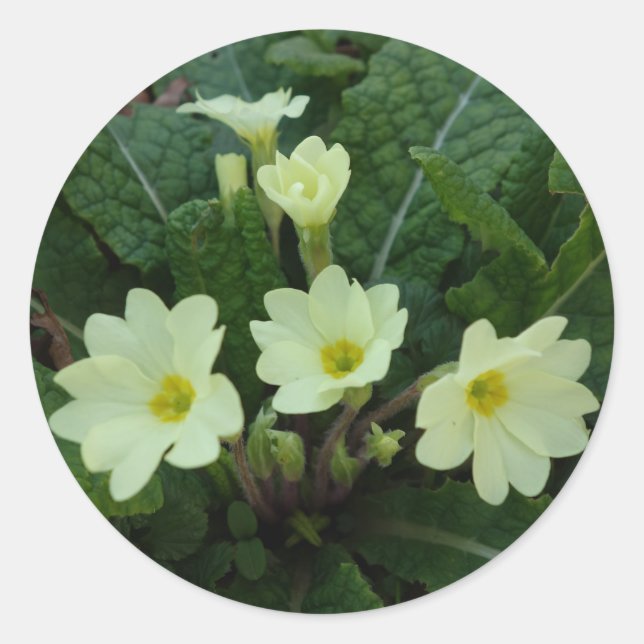 Redonda Pegatina de Primroses (Anverso)