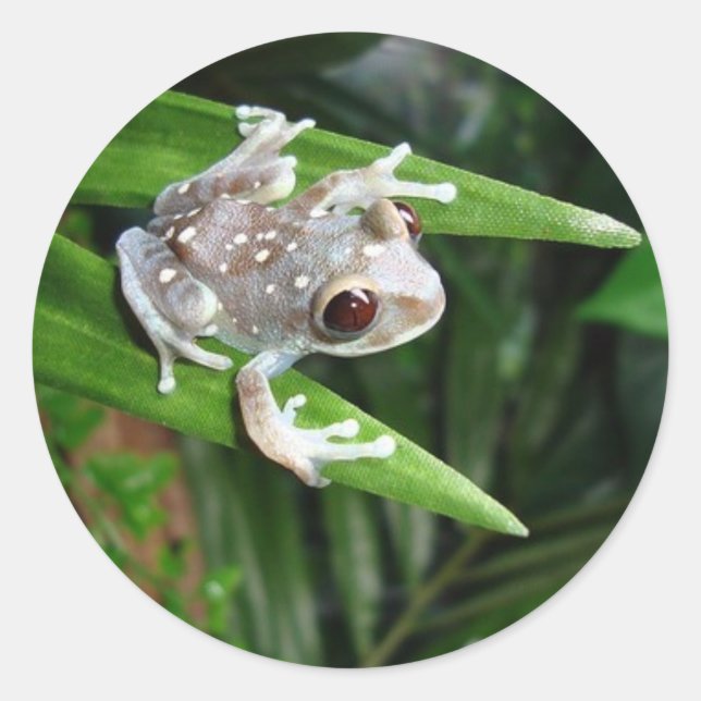 Redonda Pegatina de ranas (Anverso)
