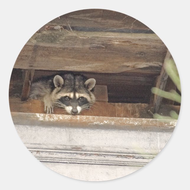 Redonda Pegatina de Roofie Raccoon (Anverso)