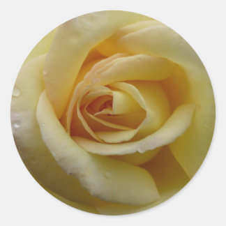 Redonda Pegatina de rosa amarillo