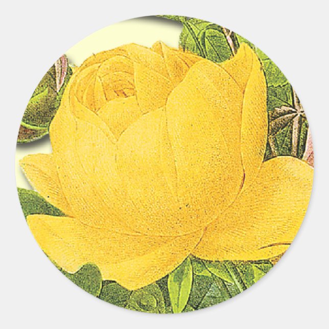 Redonda Pegatina de rosa amarillo botánico (Anverso)