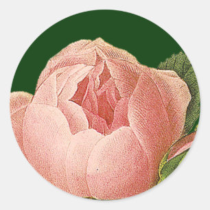 Redonda Pegatina de Rosa de col rosado botánico