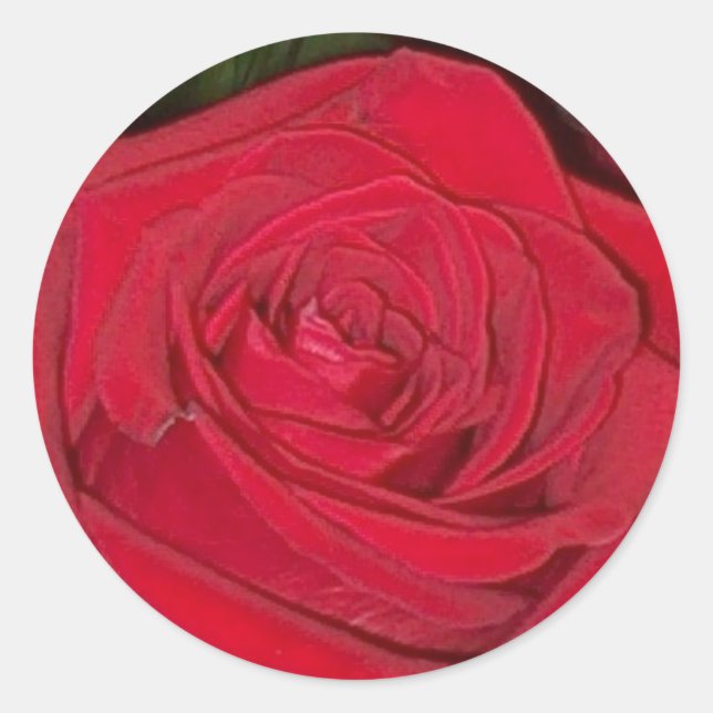Redonda Pegatina de rosa rojo radiante (Anverso)