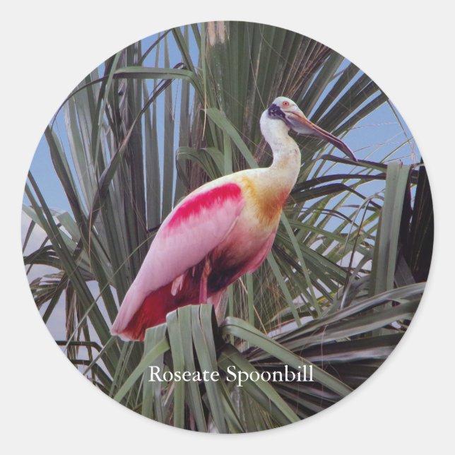 Redonda Pegatina de Roseate Spoonbill (Anverso)