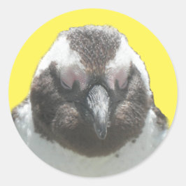 Redonda Pegatina de rostro de pingüino sudafricano