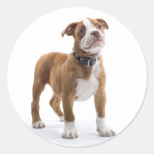 Redonda Pegatina de saludo de cachorro de boxer amoroso