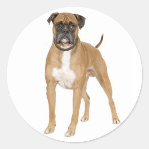 Redonda Pegatina de saludo de cachorro de boxer amoroso