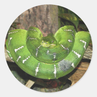 Redonda Pegatina de serpiente de árbol esmeralda