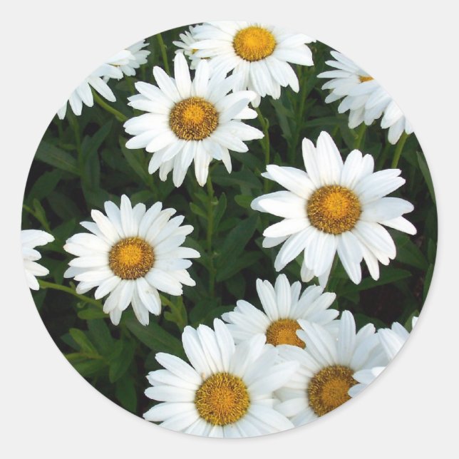 Redonda Pegatina de Shasta Daisy (WestCreek) (Anverso)