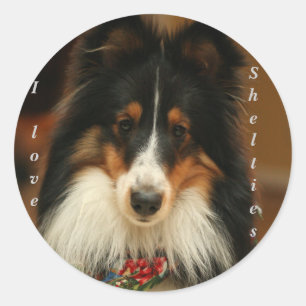 Redonda Pegatina de Sheltie