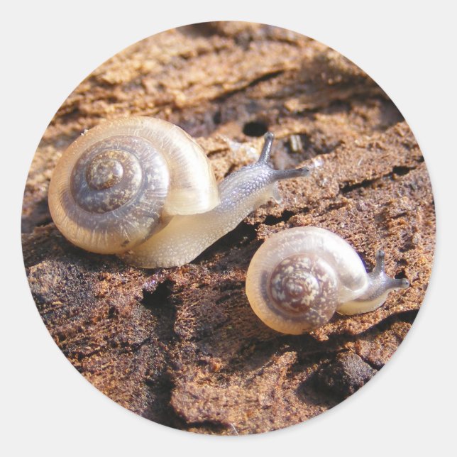 Redonda Pegatina de Snails para bebés (Anverso)