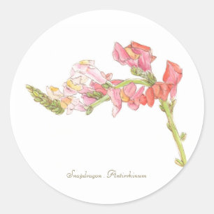 Redonda Pegatina de Snapdragon