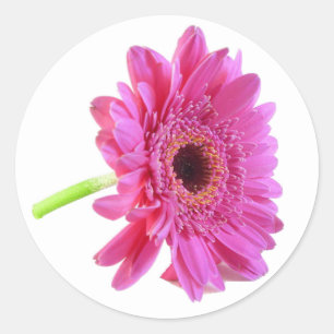 Redonda Pegatina de sobres de color rosa Gerber Daisy