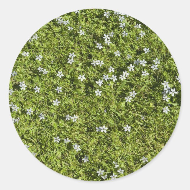 Redonda Pegatina de Speedwell (Anverso)