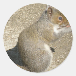 Redonda Pegatina de Squirrel Hungry Horatio