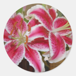 Redonda Pegatina de Star Gazer Lily