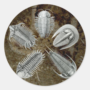 Redonda pegatina de Trilobites