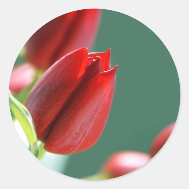 Redonda Pegatina de Tulipanes (Anverso)