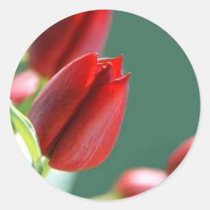 Redonda Pegatina de Tulipanes