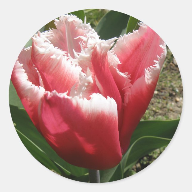 Redonda Pegatina de tulipanes rosados (Anverso)