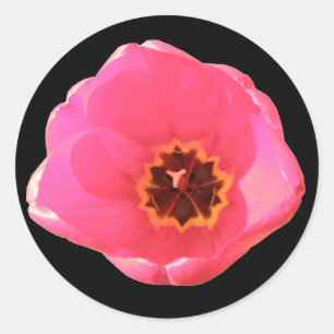 Redonda Pegatina de tulipanes rosados